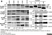 Anti Human CD63 Antibody, clone MEM-259 thumbnail image 5