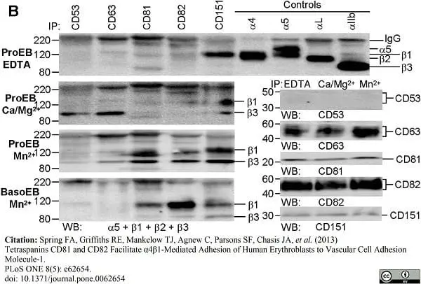 Anti Human CD63 Antibody, clone MEM-259 gallery image 5