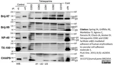 Anti Human CD63 Antibody, clone MEM-259 gallery image 6