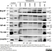 Anti Human CD63 Antibody, clone MEM-259 thumbnail image 6