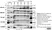 Anti Human CD63 Antibody, clone MEM-259 thumbnail image 6