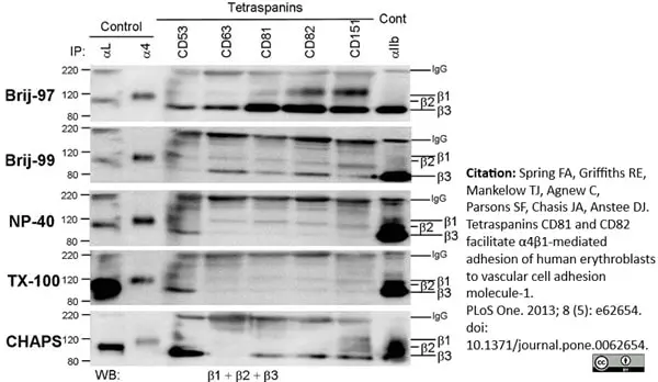 Anti Human CD63 Antibody, clone MEM-259 gallery image 6