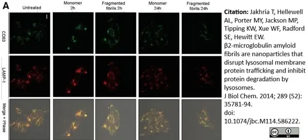 Anti Human CD63 Antibody, clone MEM-259 gallery image 7