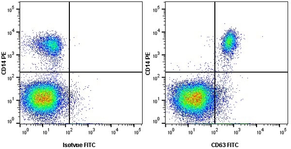 Anti Human CD63 Antibody, clone MEM-259 gallery image 8