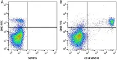 Anti Human CD63 Antibody, clone MEM-259 gallery image 9