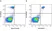 Anti Human CD64 Antibody, clone 10.1 thumbnail image 14