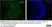 Anti Human CD64 Antibody, clone 10.1 thumbnail image 6