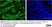 Anti Human CD64 Antibody, clone 10.1 thumbnail image 7