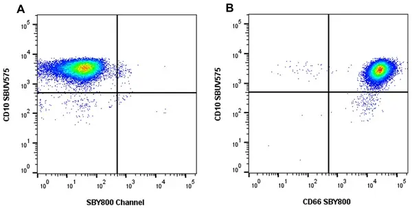 Anti Human CD66 Antibody, clone rB08-7A10 gallery image 10