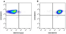 Anti Human CD66 Antibody, clone rB08-7A10 gallery image 3