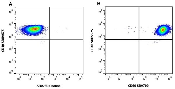 Anti Human CD66 Antibody, clone rB08-7A10 gallery image 6