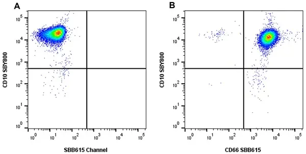 Anti Human CD66 Antibody, clone rB08-7A10 gallery image 7