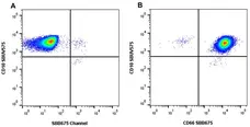 Anti Human CD66 Antibody, clone rB08-7A10 gallery image 8