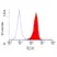 Anti Human CD66acd Antibody, clone YTH71.3 thumbnail image 1