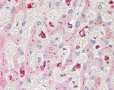 Anti Human CD66acd Antibody, clone YTH71.3 gallery image 2