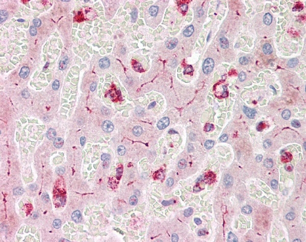 Anti Human CD66acd Antibody, clone YTH71.3 thumbnail image 2