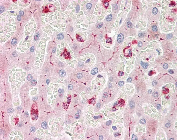 Anti Human CD66acd Antibody, clone YTH71.3 gallery image 2