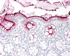 Anti Human CD66acd Antibody, clone YTH71.3 gallery image 3