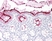 Anti Human CD66acd Antibody, clone YTH71.3 thumbnail image 3