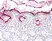 Anti Human CD66acd Antibody, clone YTH71.3 thumbnail image 3