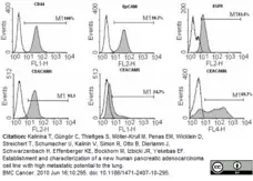 Anti Human CD66e Antibody, clone C365D3 (NCRC23) gallery image 2