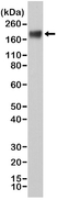 Anti CD66e Antibody, clone RM326 thumbnail image 1