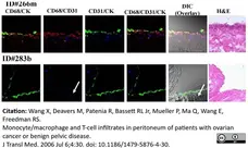 Anti Human CD68 Antibody, clone 514H12 gallery image 1