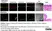 Anti Human CD68 Antibody, clone 514H12 thumbnail image 1