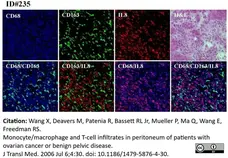 洋楽 BCM CD The Watsonian Institute Anti Human CD68 Antibody, clone 514H12 | Bio-Rad
