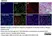 Anti Human CD68 Antibody, clone 514H12 thumbnail image 2