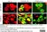 Anti Human CD68 Antibody, clone 514H12 thumbnail image 3