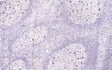 Anti Human CD68 Antibody, clone 514H12 gallery image 4