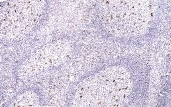 Anti Human CD68 Antibody, clone 514H12 gallery image 4