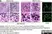 Anti Human CD68 Antibody, clone 514H12 thumbnail image 5