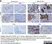 Anti Human CD68 Antibody, clone 514H12 thumbnail image 6
