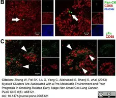 Anti Human CD68 Antibody, clone 514H12 gallery image 7