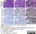 Anti Human CD68 Antibody, clone 514H12 thumbnail image 8