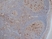 Anti Human CD68 Antibody, clone KP1 thumbnail image 2