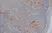 Anti Human CD68 Antibody, clone KP1 thumbnail image 2
