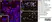 Anti Human CD68 Antibody, clone KP1 thumbnail image 4