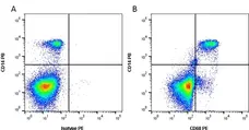 Anti Human CD68 Antibody, clone Y1/82A gallery image 3
