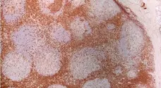 Anti Human CD7 Antibody, clone LT7 gallery image 3