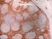 Anti Human CD7 Antibody, clone LT7 thumbnail image 3