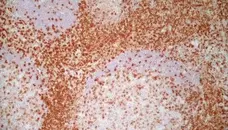 Anti Human CD7 Antibody, clone LT7 gallery image 4