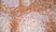Anti Human CD7 Antibody, clone LT7 thumbnail image 4