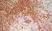 Anti Human CD7 Antibody, clone LT7 thumbnail image 5