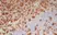 Anti Human CD7 Antibody, clone LT7 thumbnail image 6