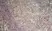 Anti Human CD70 Antibody, clone Bu69 thumbnail image 2