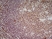 Anti Human CD70 Antibody, clone Bu69 thumbnail image 3