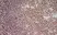 Anti Human CD70 Antibody, clone Bu69 thumbnail image 3